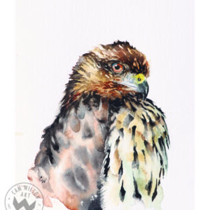 Hawk Eye - Hawk Portrait 1
