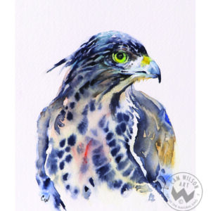 Hawk Eye - Hawk Portrait 2