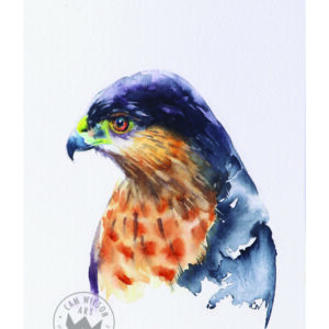 Hawk Eye - Hawk Portrait 3