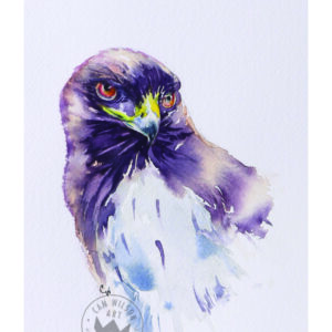 Hawk Eye - Hawk Portrait 4