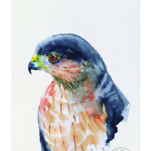 Hawk Eye - Hawk Portrait 6