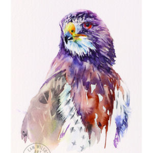 Hawk Eye - Hawk Portrait 7