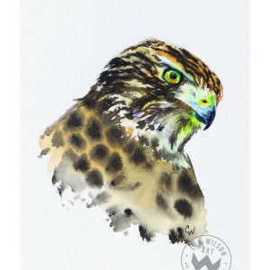 Hawk Eye - Hawk Portrait 8
