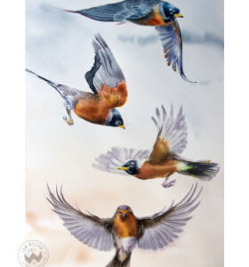 In Flight 1 - Robin