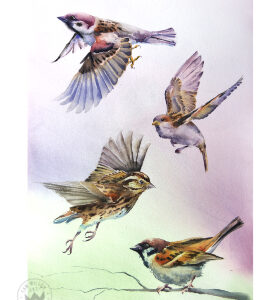 In Flight 2 -  Sparrow