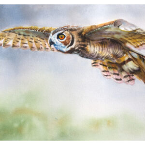 In Flight 5 - Great Horned Owl