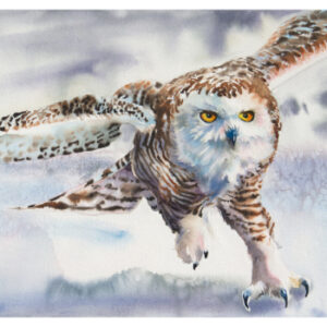 In Flight 6 - Snowy Owl