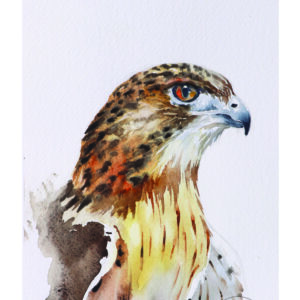 Hawk Eye Archival Prints