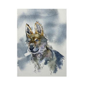 Wildlife Ink - Coyote Art Print