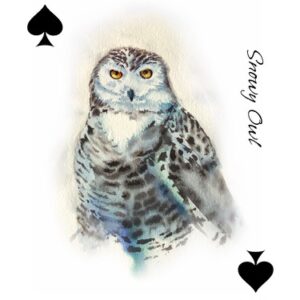 Illustrated Playing Cards