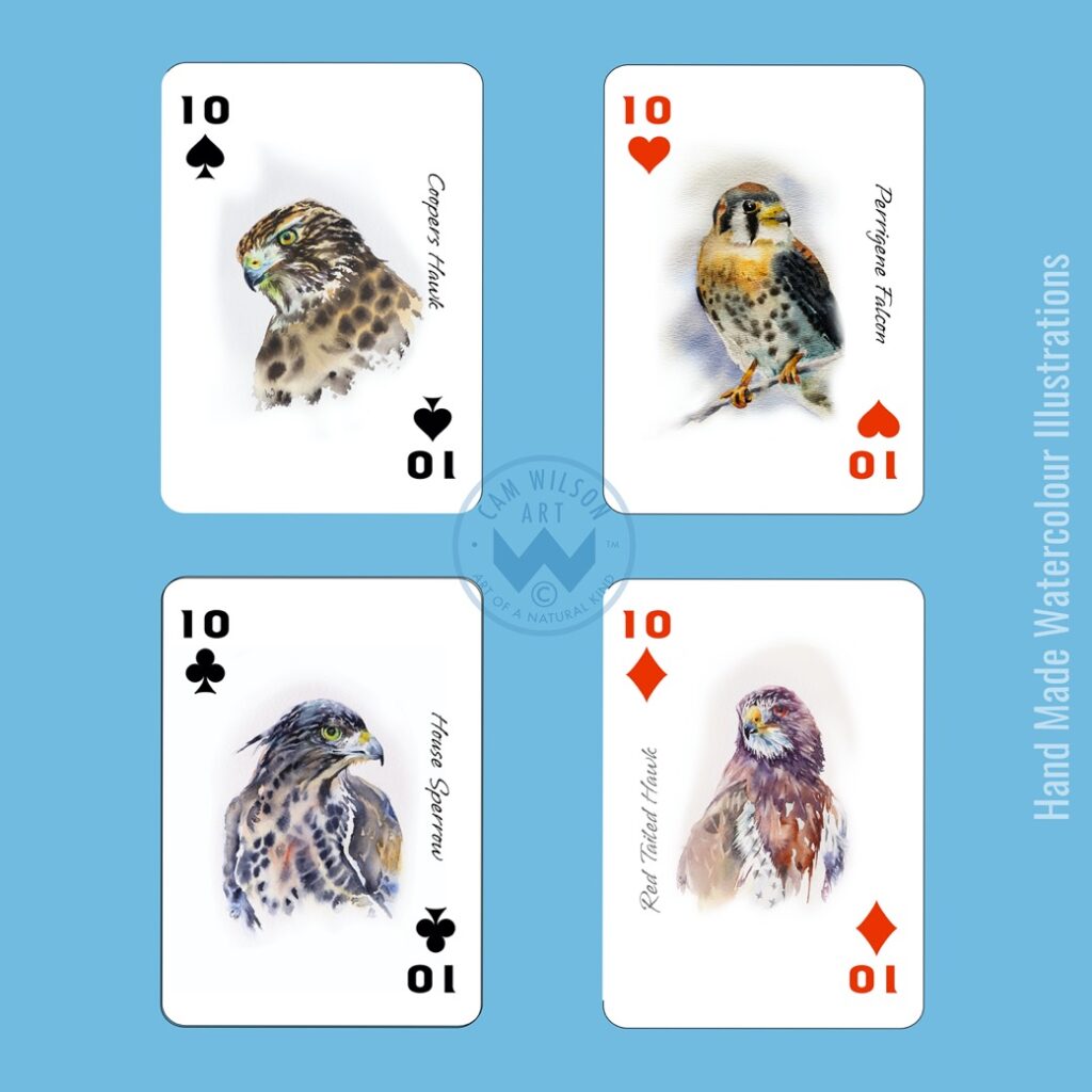 coopers hawk