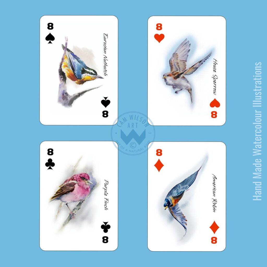 nuthatch